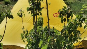 A yellow tent with a red logo, surrounded by greenery.