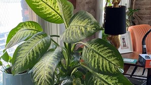 A room with a large potted plant on a pink shelf, a hanging plant, and a chair. - WorldCup Central- Easy access for sports and entertainment. (Houston)