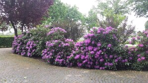 Un chemin pavé bordé de touffes denses de fleurs violettes.