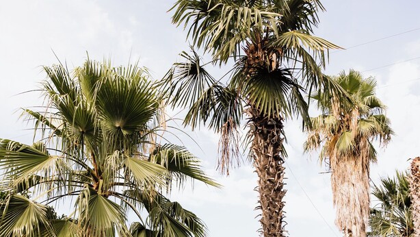 A stone building with a tiled roof, surrounded by palm trees and potted plants. - Ktima Zotos _ Luxury Exotic Cottage 1 (Volos - Pelion) (SOUTRALI AGRIA)