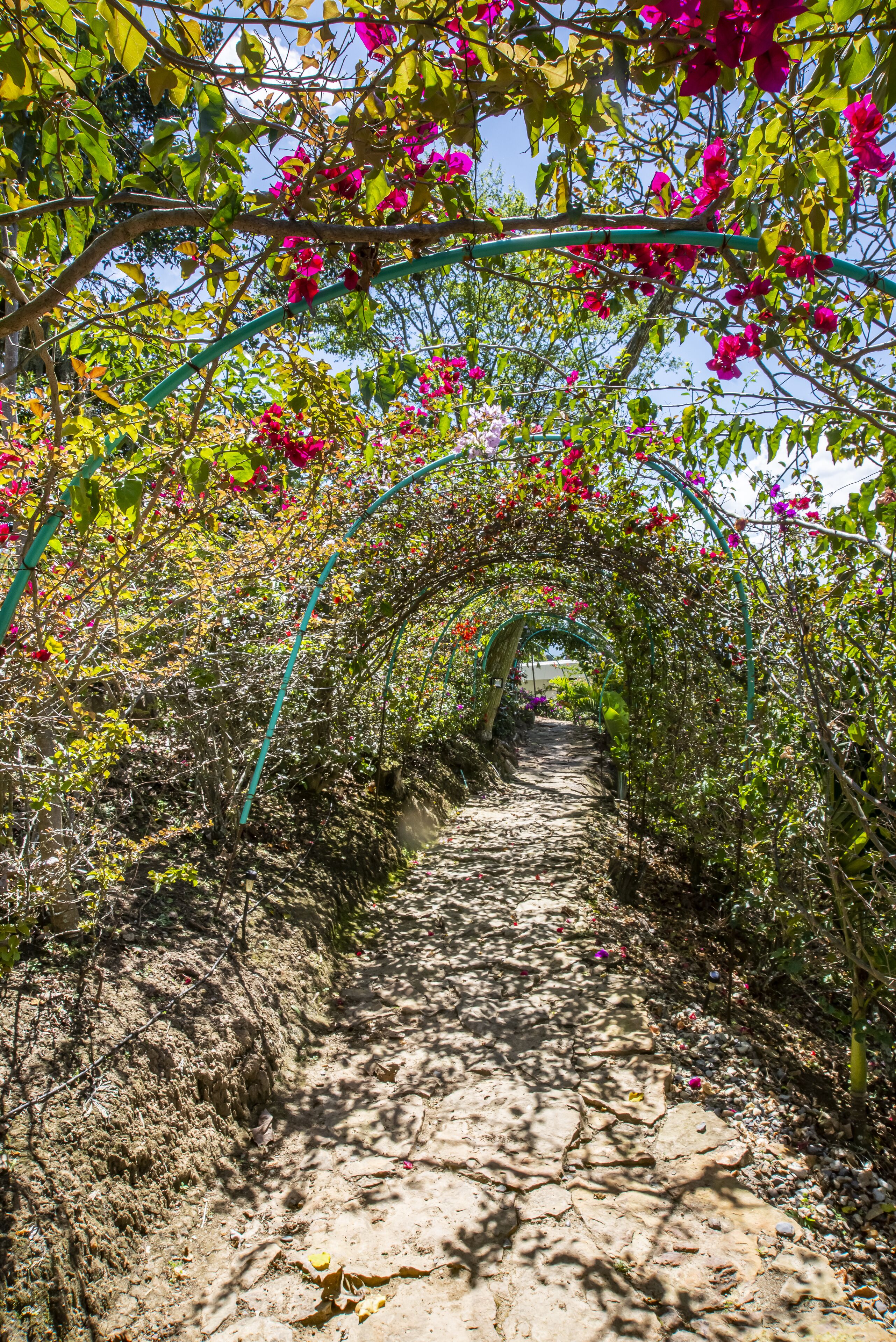 A pathway lined with flowering plants and a metal archway.