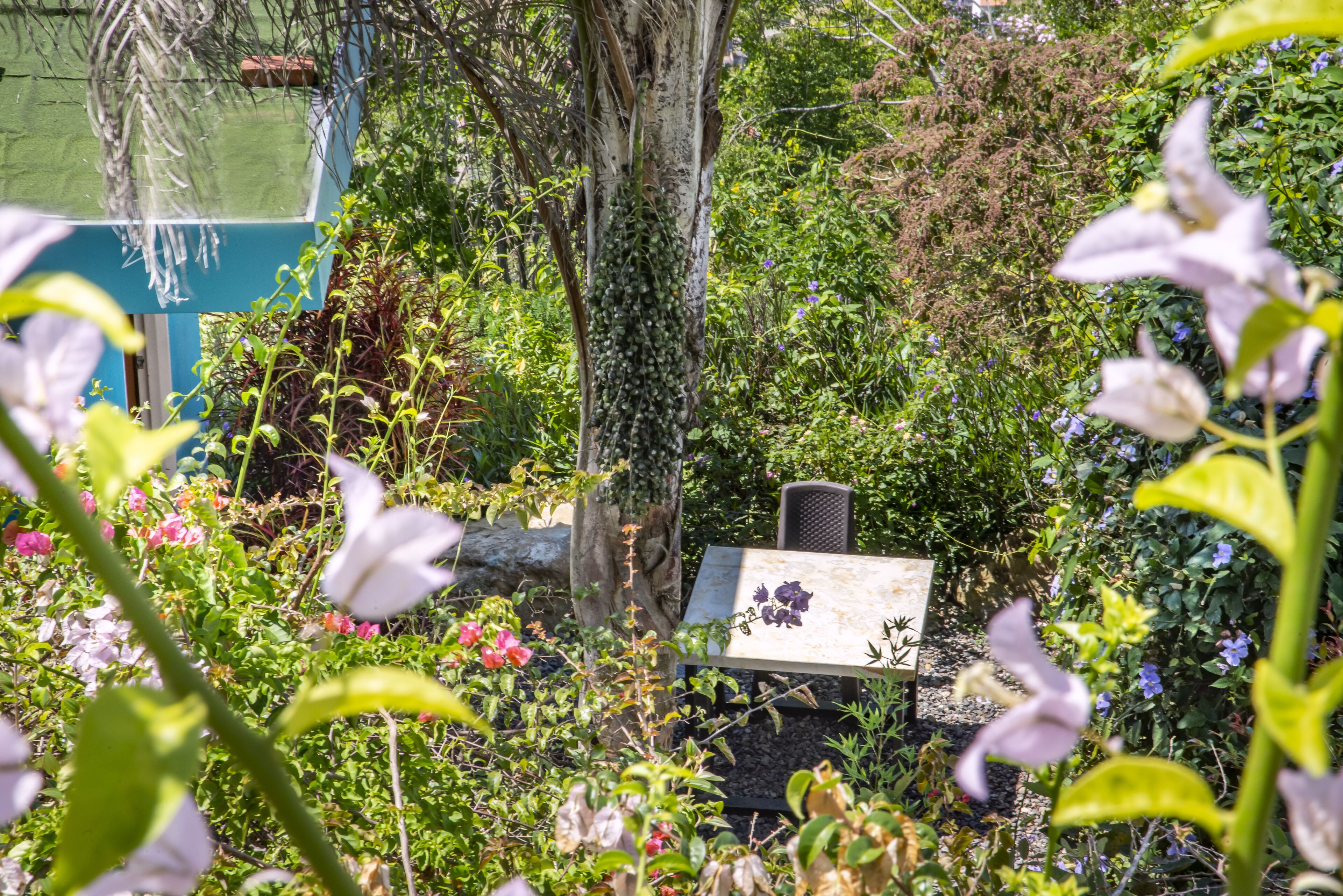 Un jardín con un banco, rodeado de diversas plantas y flores.