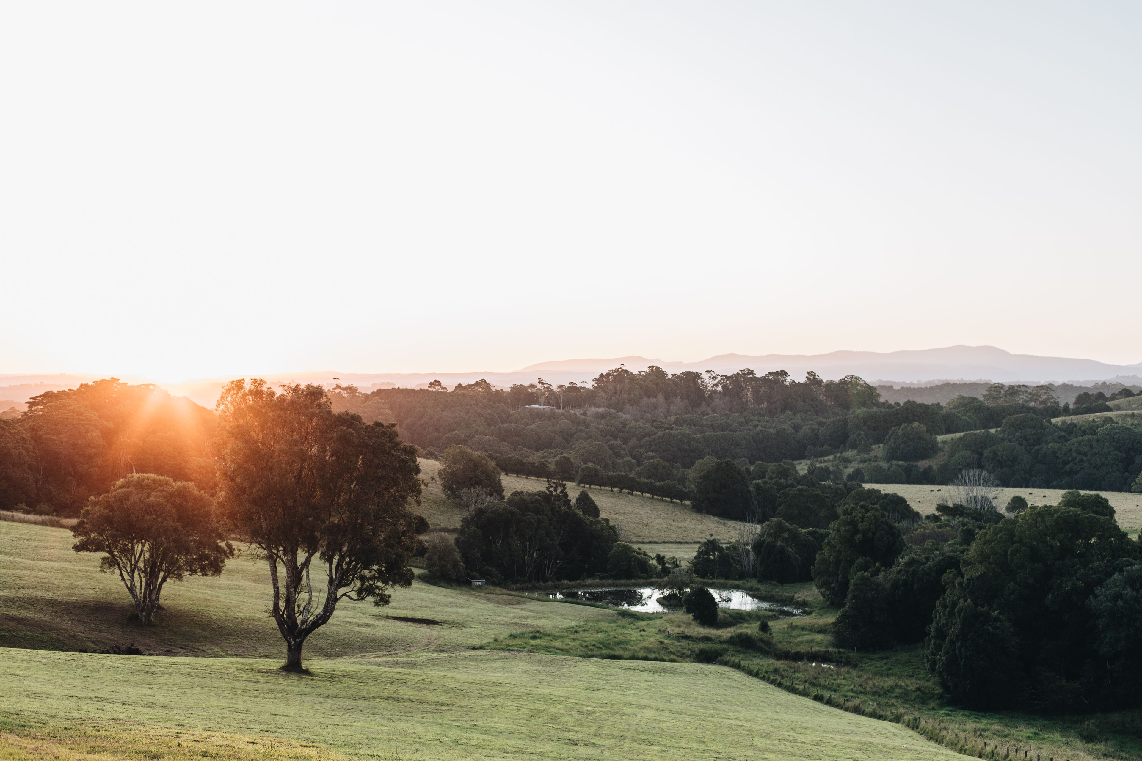 A landscape with rolling hills, a solitary tree, and a small body of water.
