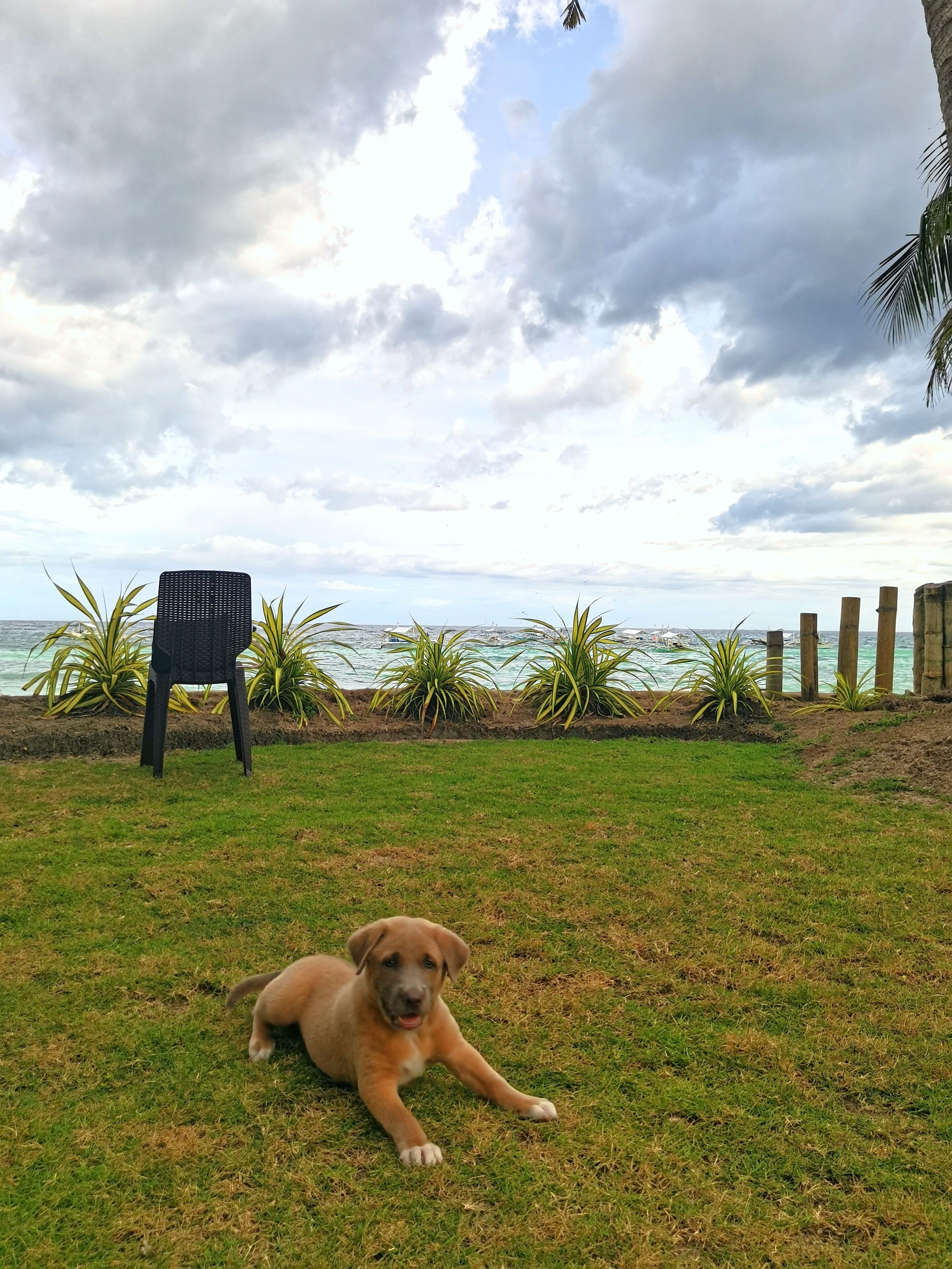 A grassy area with a dog lying down, a chair, and a view of the ocean.