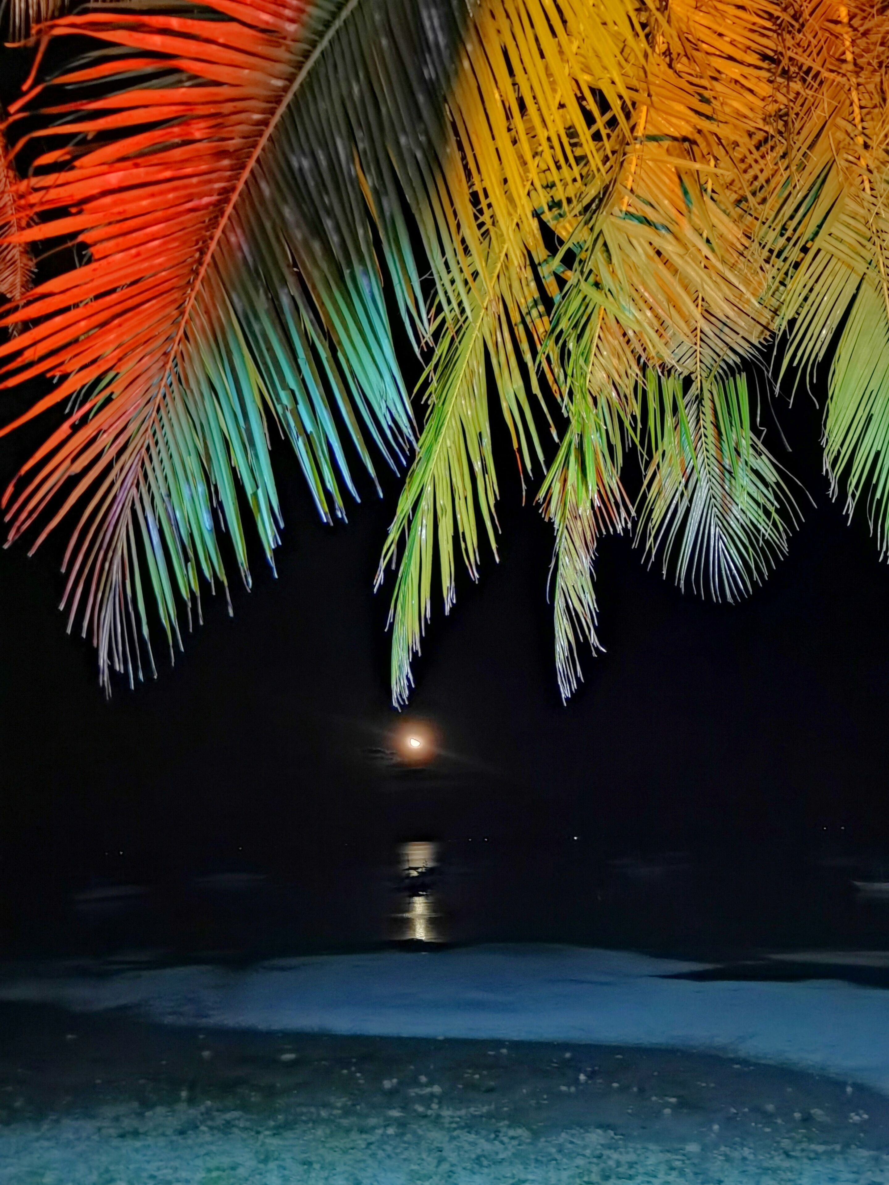Une scène nocturne sur une plage, avec des palmiers illuminés par des lumières artificielles.