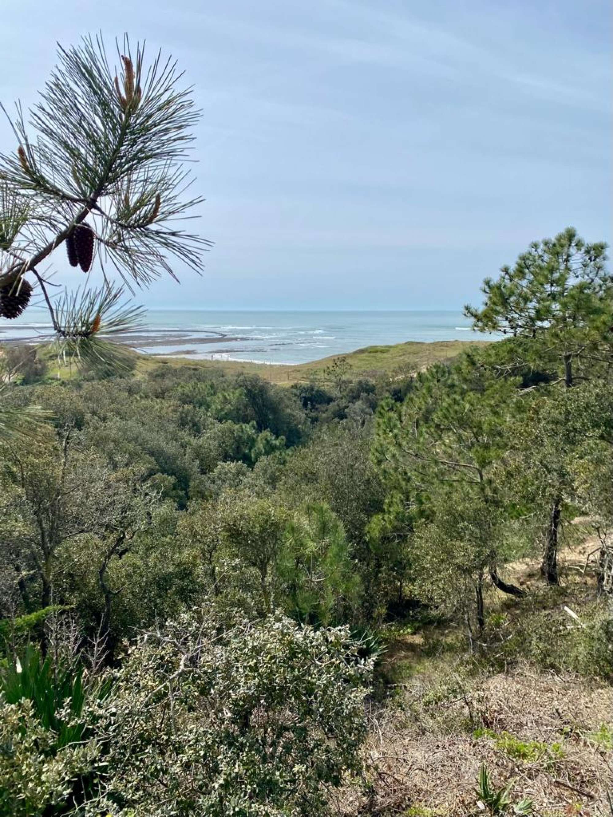 Un paysage côtier caractérisé par une végétation luxuriante et une vue sur l’océan.
