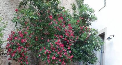 Studio Indépendant Avec Cour