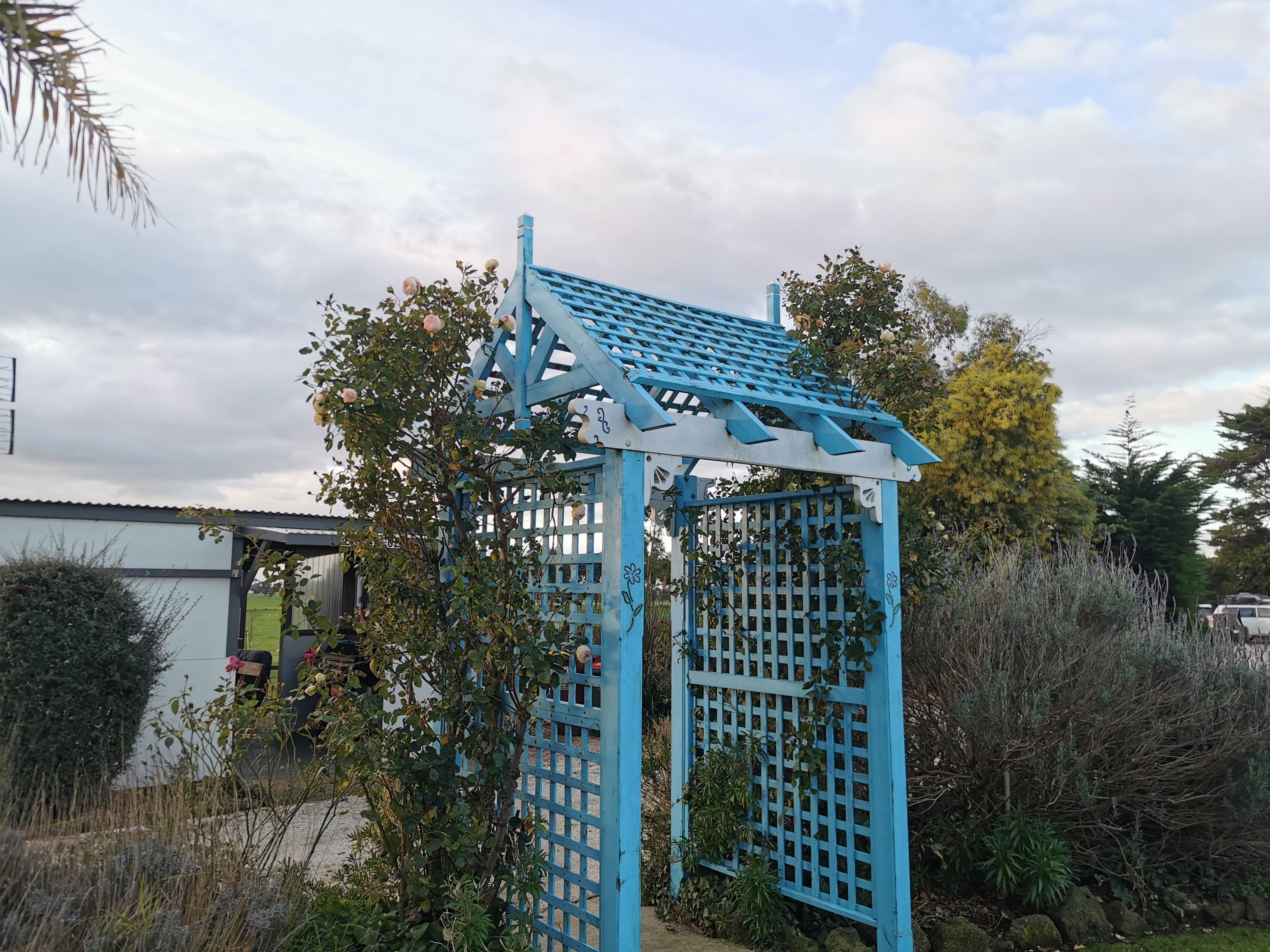 A blue pergola structure with a lattice design, surrounded by various plants and trees.