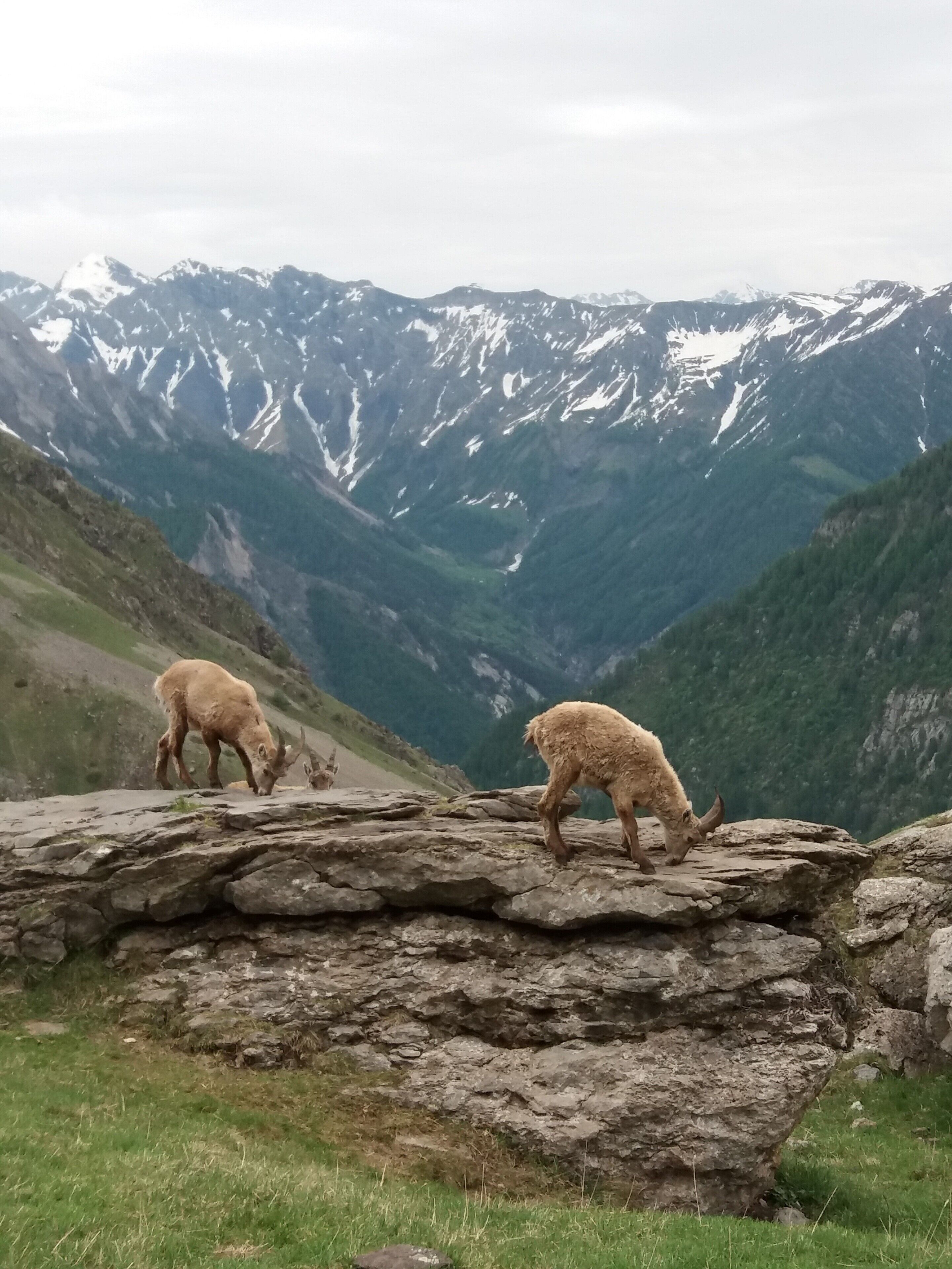 A mountainous landscape with rocky terrain and two animals grazing.
