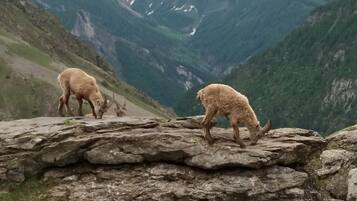 A mountainous landscape with rocky terrain and two animals grazing.