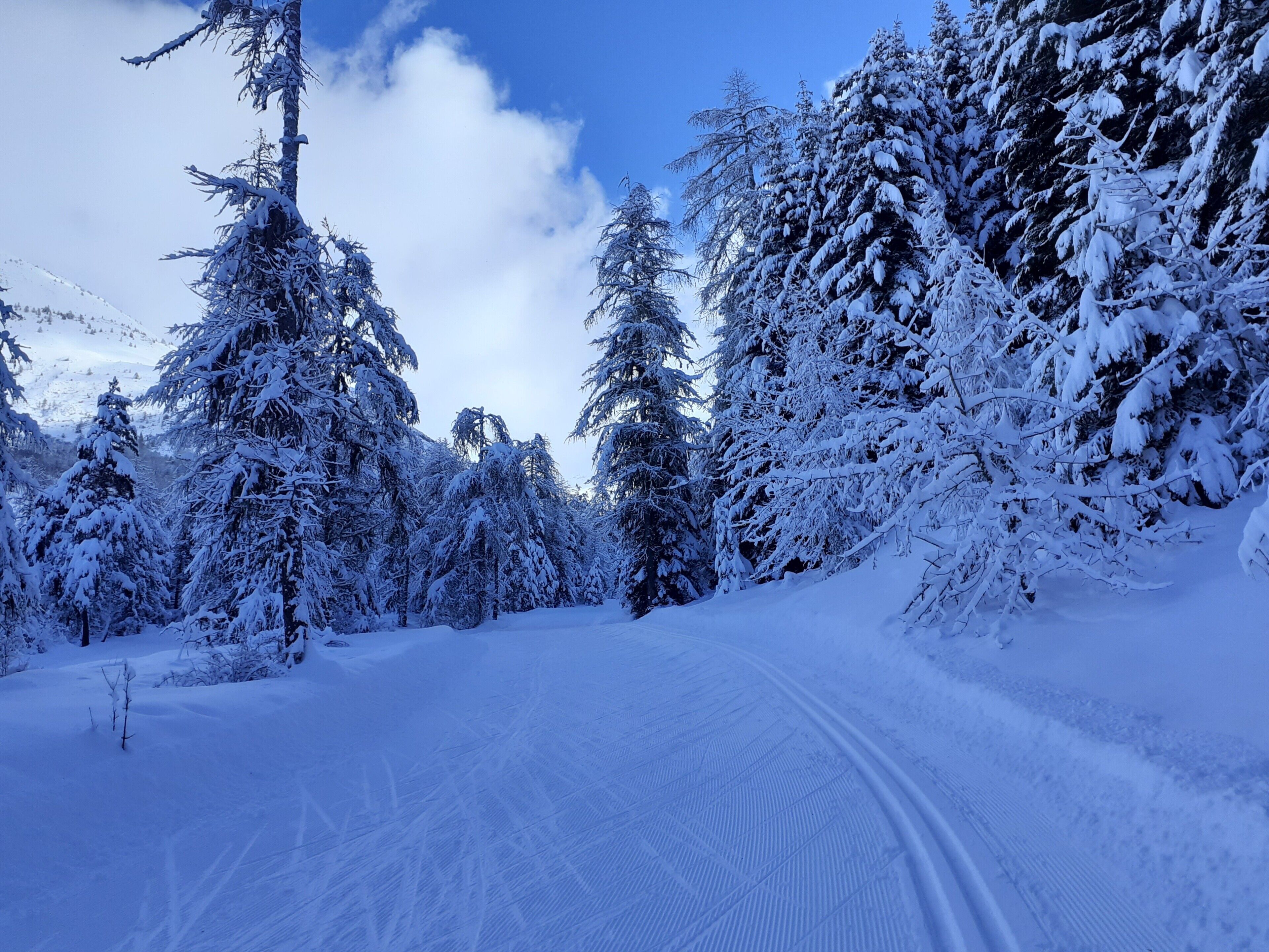 Un sentier enneigé à travers une forêt, avec des arbres couverts de neige et un ciel dégagé.