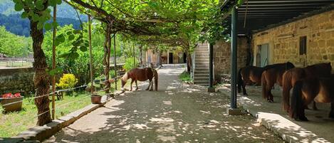 Enceinte de l’hébergement