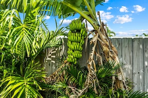 Surrounded by lush foliage, a majestic banana tree bears a cluster of green bananas.