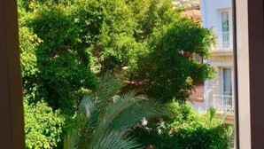 A view through a window of a building with a mountain in the background, lush green trees, and a palm tree in the foreground. - Apartment en Rambla (Alicante (Alacant))