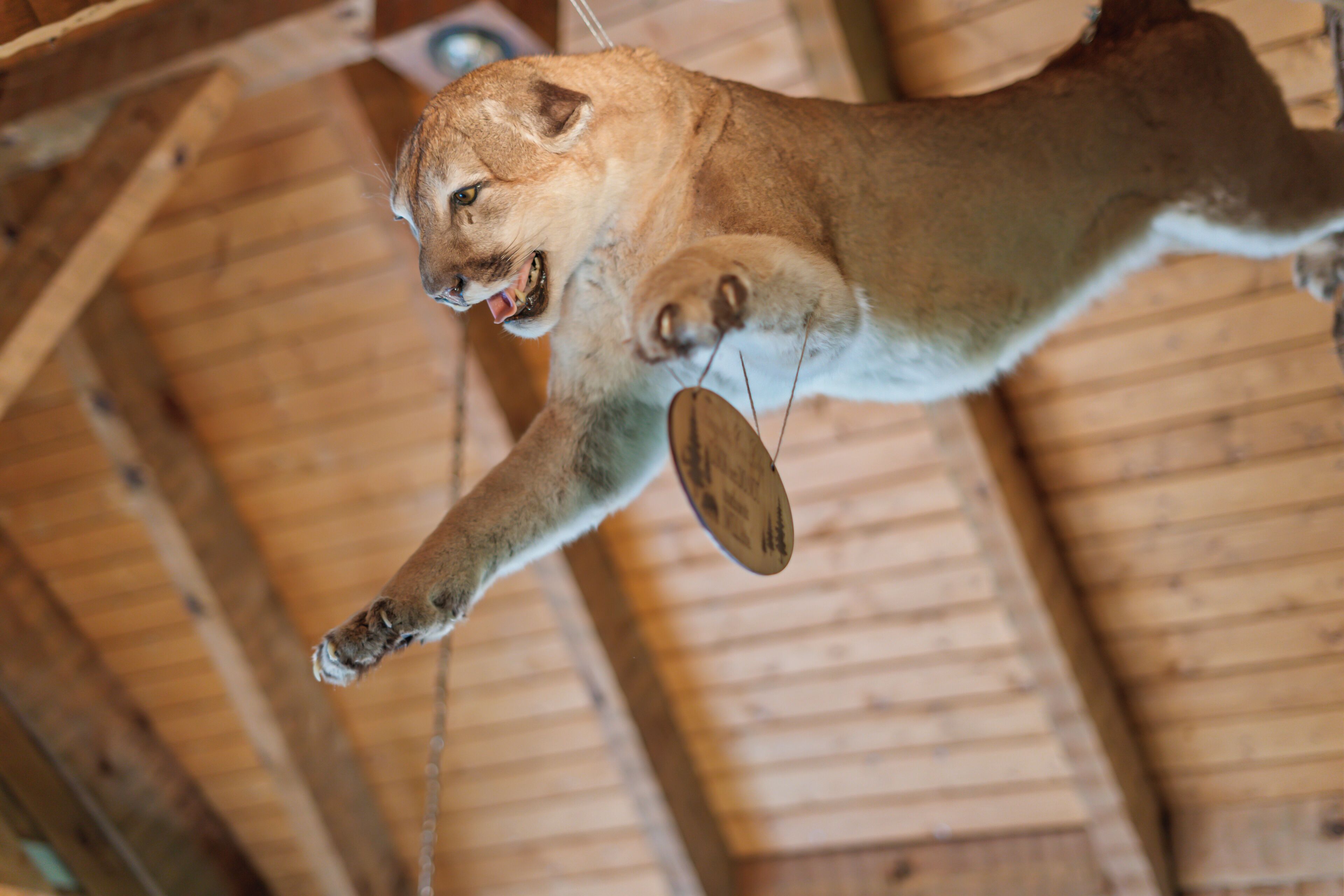A mounted animal head with a visible tag, wooden beams, and a ceiling structure.