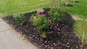 Een huis met een groene deur, een gazon en een tuin vol roze bloemen.