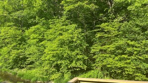 A wooden deck overlooking a dense forest and a stream. - Newly Remodeled home with Class A Trout Stream (Austin)