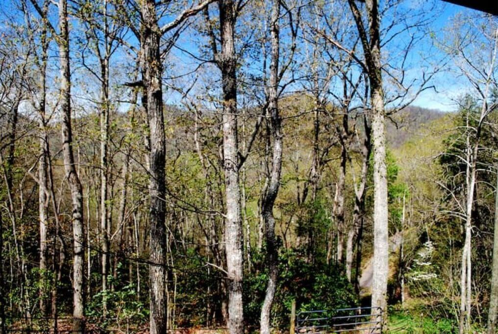 A forested area with tall trees and a clear sky.