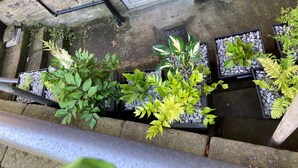 A stone staircase with potted plants on the steps. - Stay in a grand old house, close to Hebden Bridge with parking & pet friendly.   (Hebden Bridge)