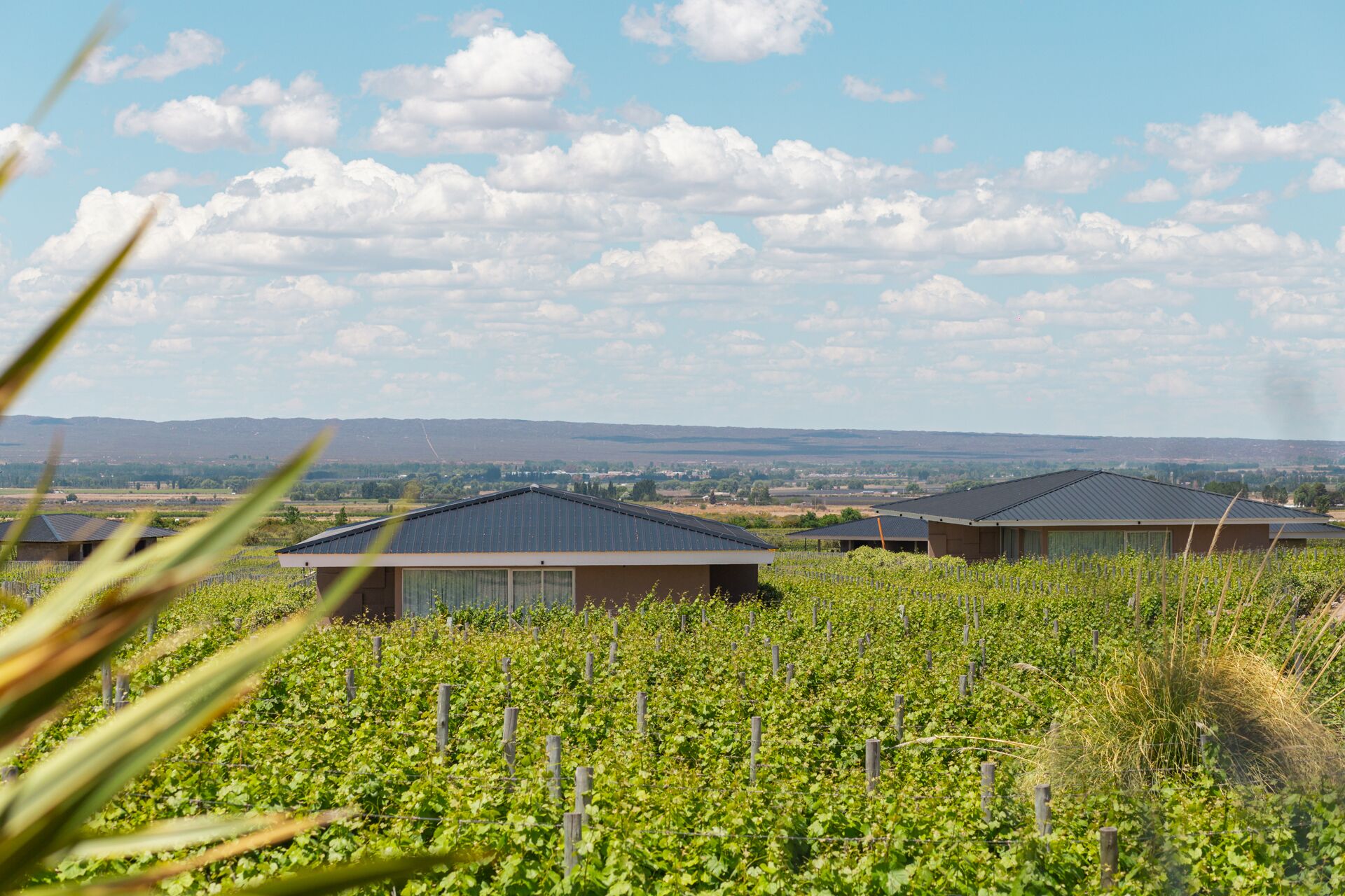 A vineyard with rows of grapevines and several buildings with sloped roofs, likely used for wine production.