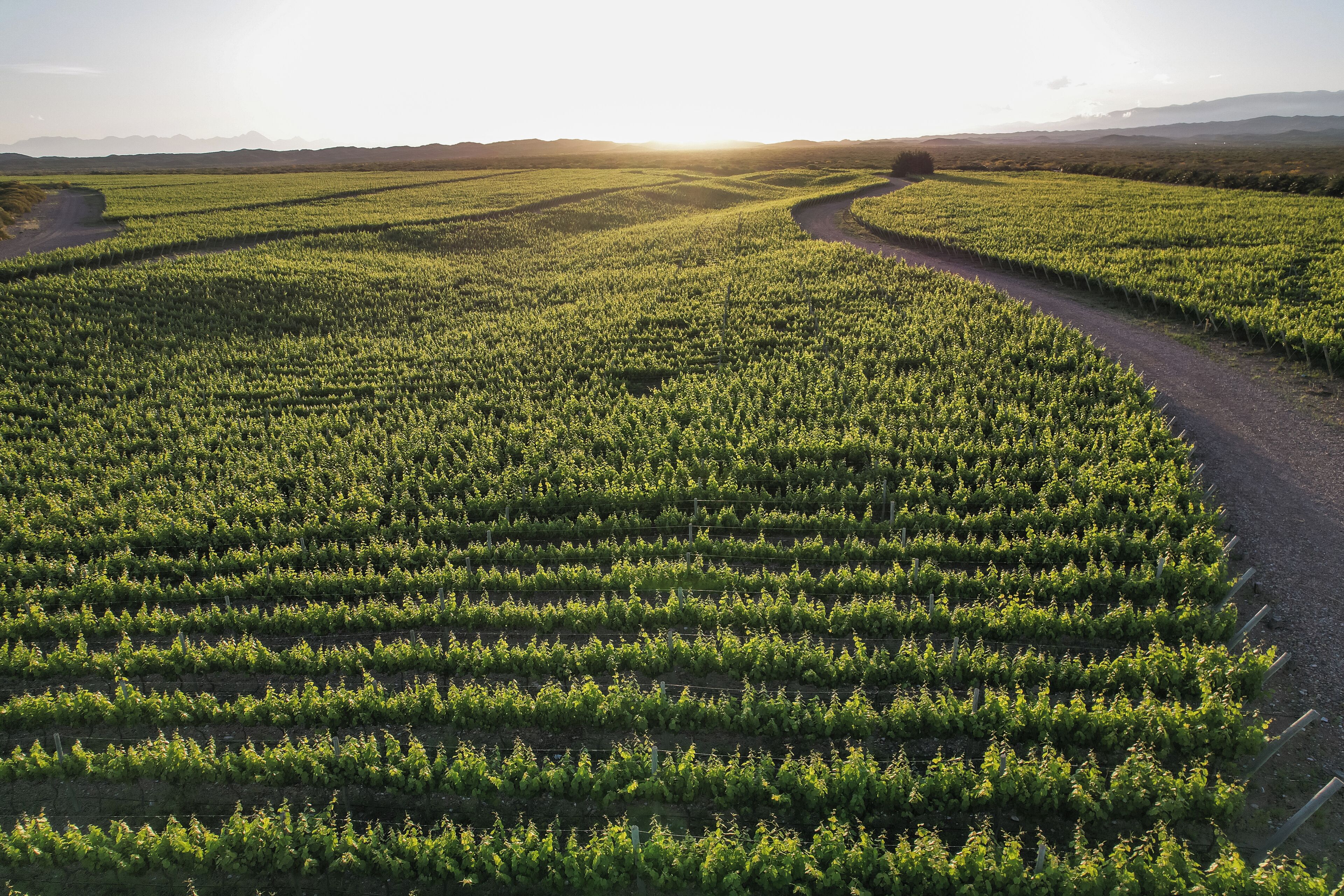 Un vignoble avec des rangées de vignes et un chemin de terre.