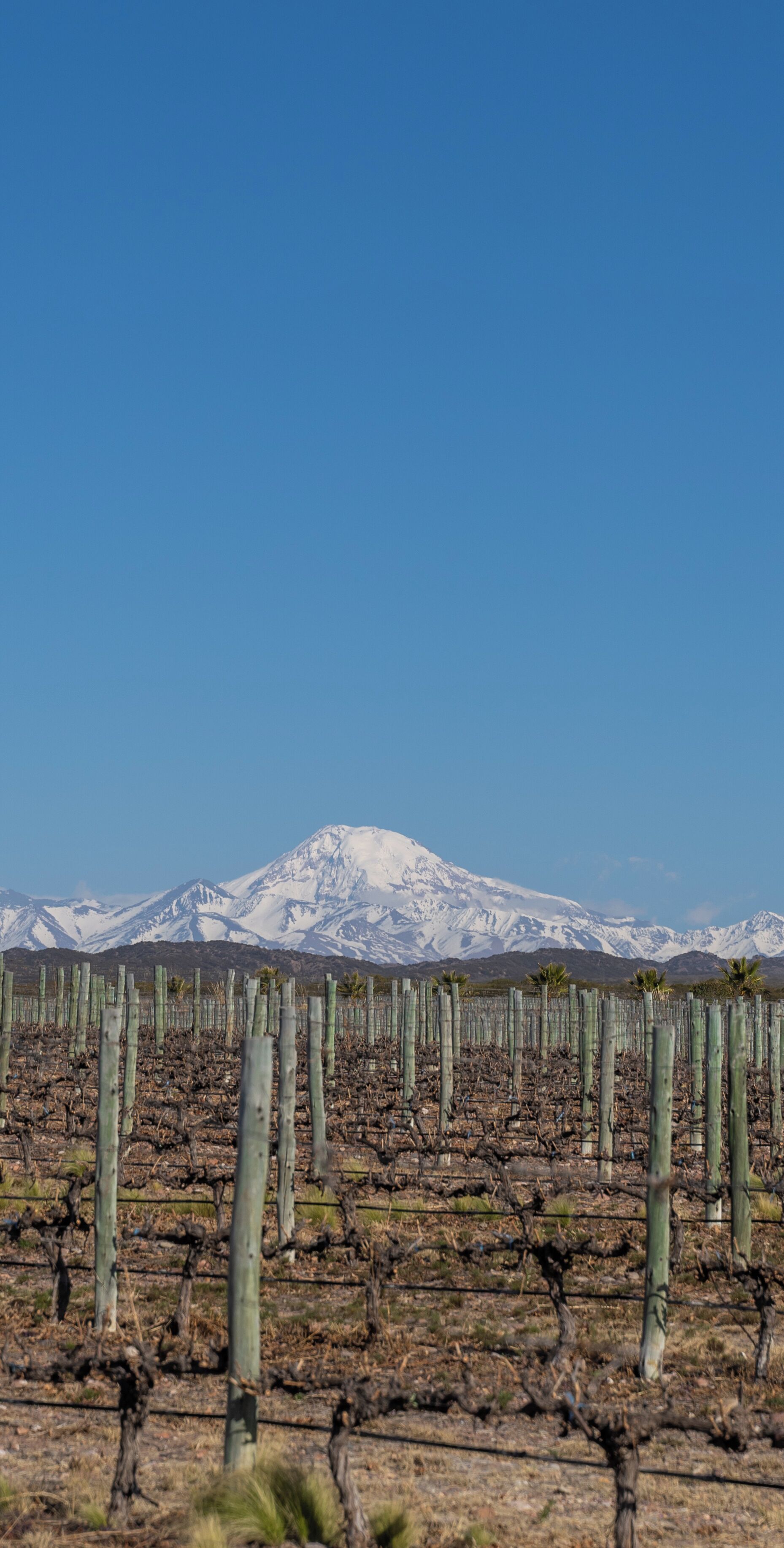 Un vigneto con file di vigne e una montagna innevata sullo sfondo.