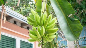 Ein Gebäude mit rosa Fassade, einem Fenster mit Jalousien und einer Bananenpflanze mit grünen Bananen.