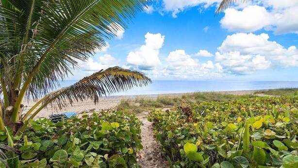Ein Strandweg durch üppiges Grün, vorbei an einer Palme, der zu einem Sandstrand führt.