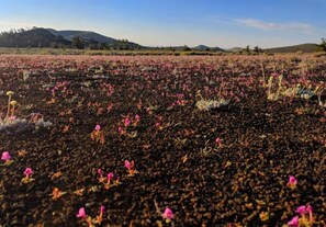 A field of flowers with a distant mountain range.