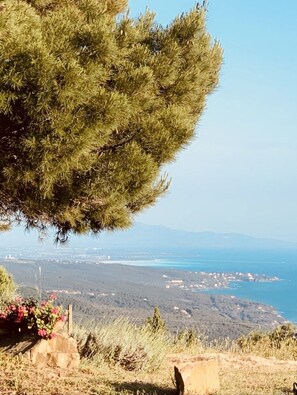 Eine Küstenlandschaft mit einer Kiefer und Blick auf das Meer und entfernte Gebäude.