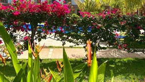 A hotel with a garden featuring bougainvillea and palm trees, a pool, and a multi-story building with balconies. - EndlessSummer Beach Escape (Playas Del Coco)