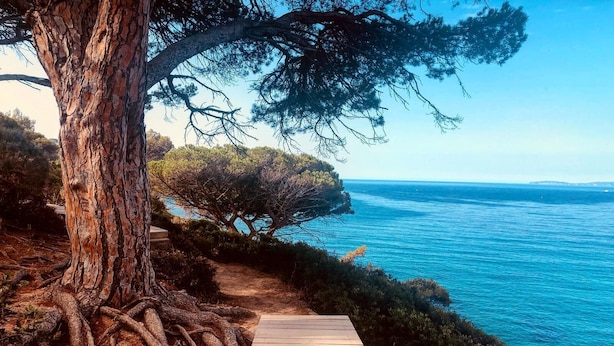 Ein Holzweg führt zu einer Küstenlandschaft mit einem großen Baum und Blick auf das Meer.