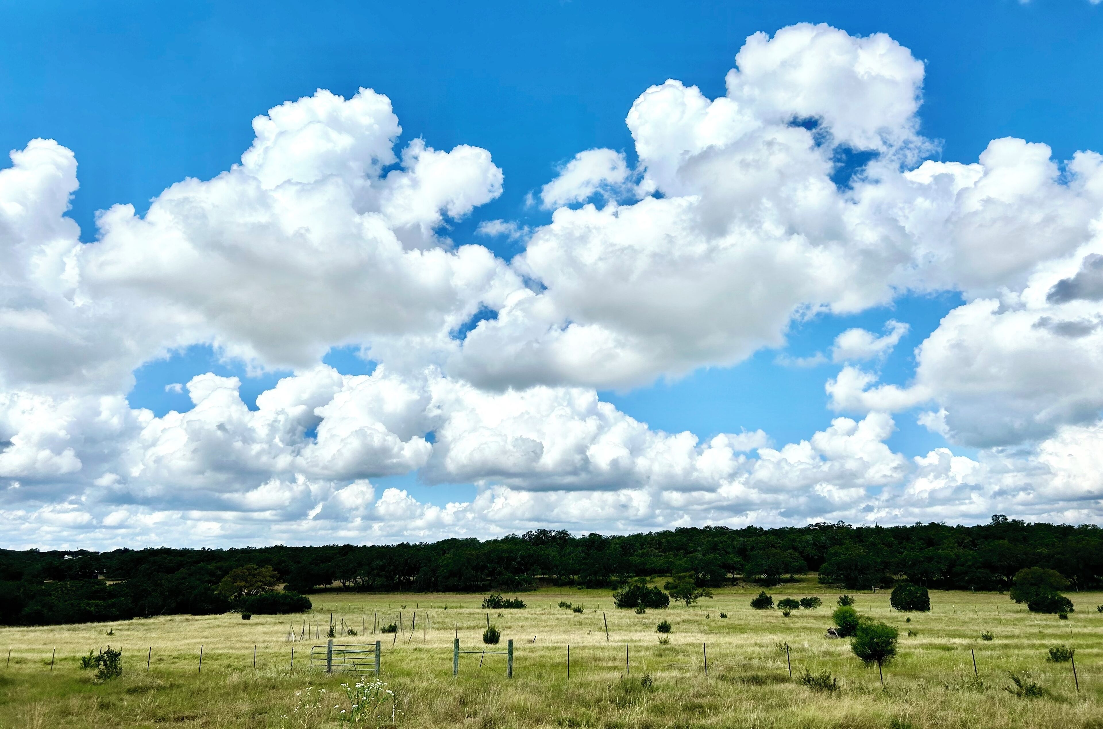 Ein Feld mit Zaun, Bäumen und blauem Himmel.