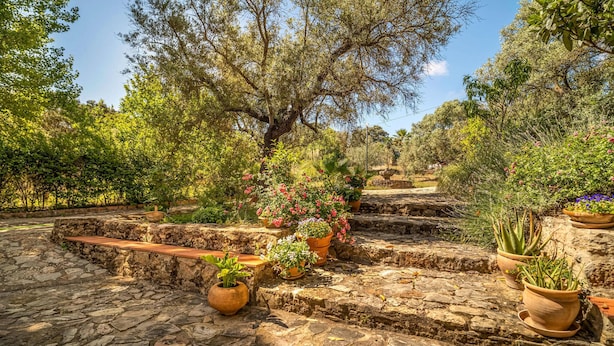 Un vialetto in pietra conduce a una serie di gradini, circondato da vasi con piante e alberi.