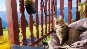 Eine Katze sitzt auf einem Stuhl auf einem Balkon mit Blick auf eine grüne Landschaft und Berge.