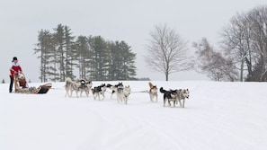 Experience the thrill of dog sledding in a serene winter wonderland.