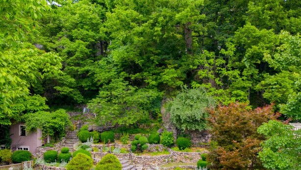 Un exuberante jardín con escalones de piedra que conducen a una casa rodeada de abundante vegetación.