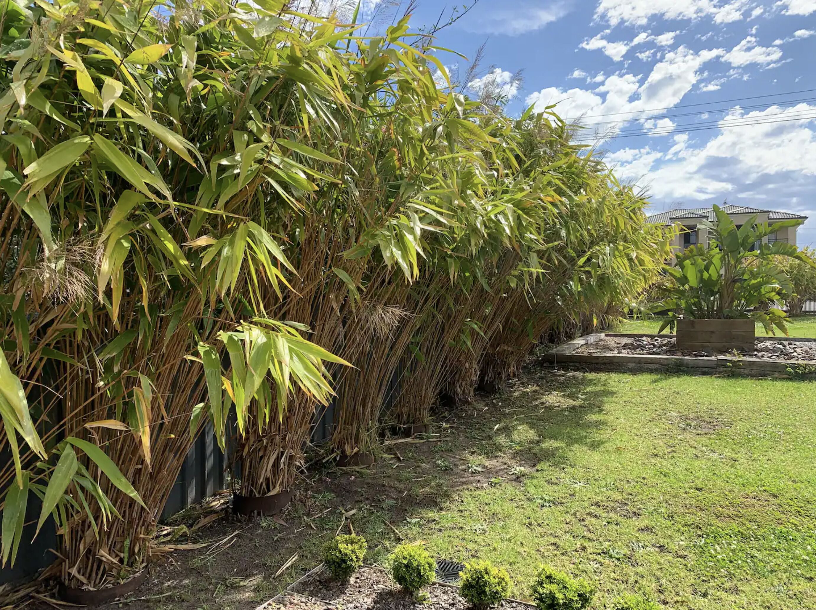 A row of tall bamboo plants in a garden setting with a house in the background.