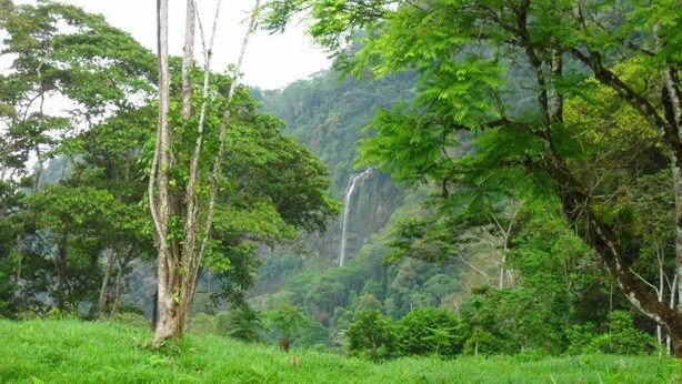 Un paysage verdoyant et luxuriant, avec une cascade en arrière-plan.