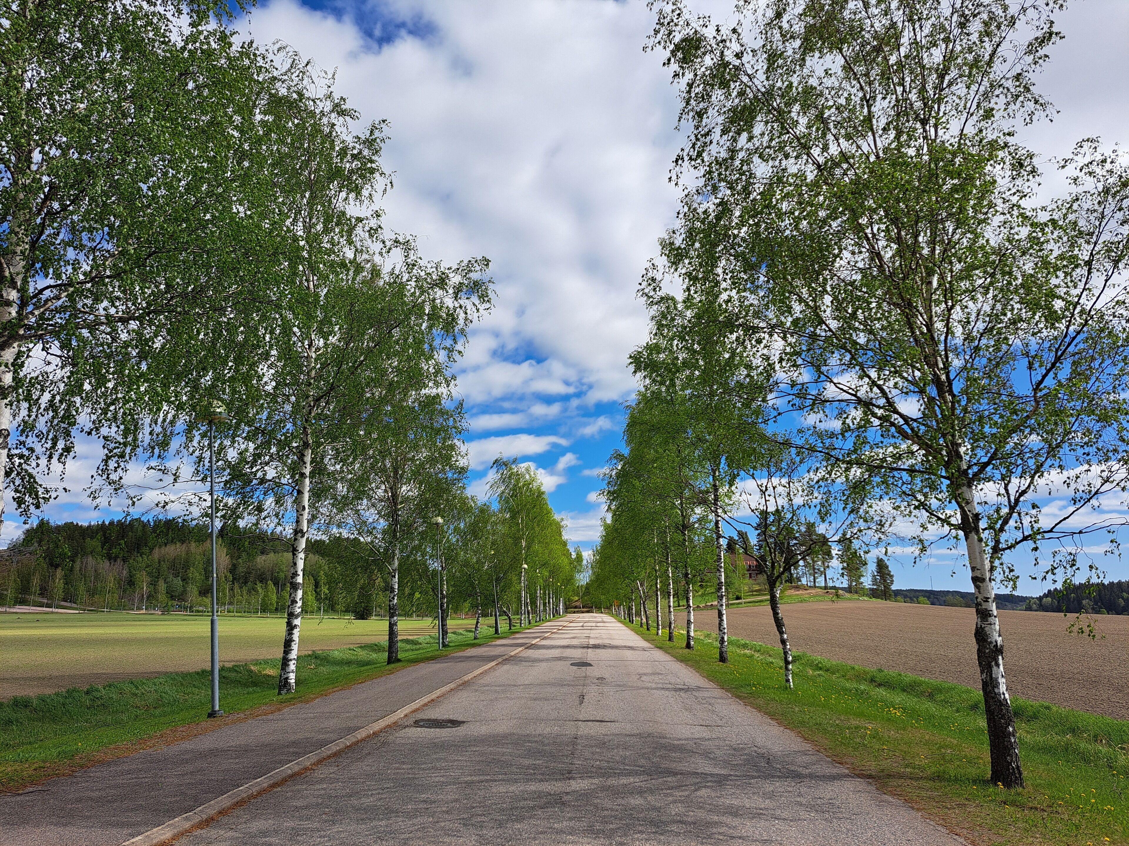 A paved pathway flanked by birch trees, leading into a rural landscape.