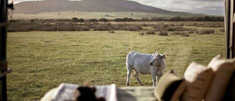 1 habitación y ropa de cama