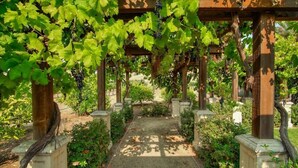 Eine Pergola mit Weinreben und einem Kiesweg.