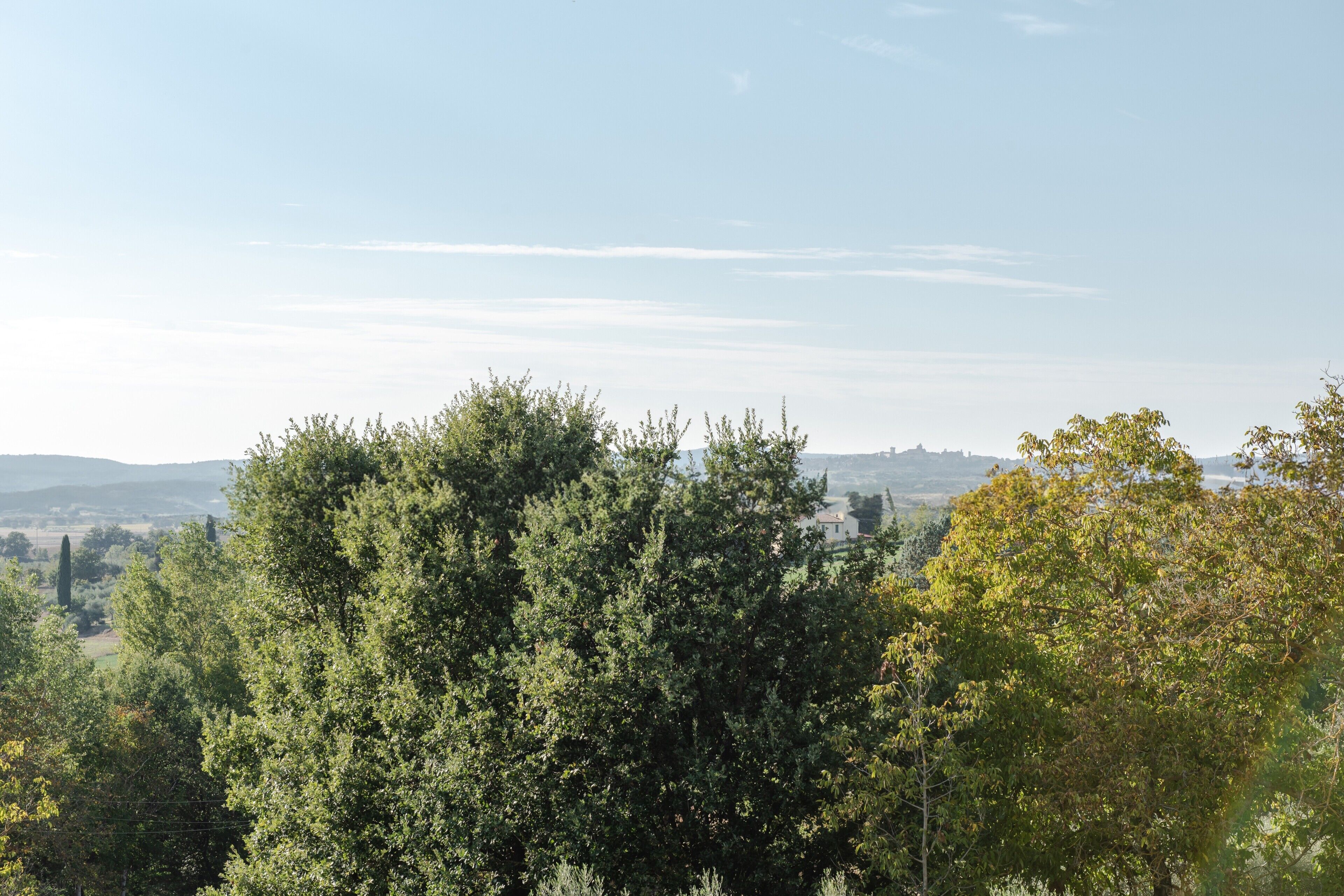 A landscape with dense trees and a distant view of a town.