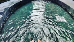 A clear, circular pool with a stone edge, surrounded by lush greenery and a rocky wall. - Rarin Villas (Chiang Mai)