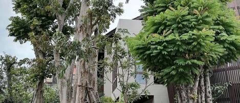 A garden with large trees, a wooden deck, and a building in the background.