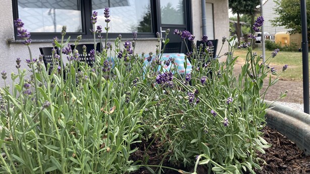 A garden with lavender plants in front of a building with large windows and a covered patio area.