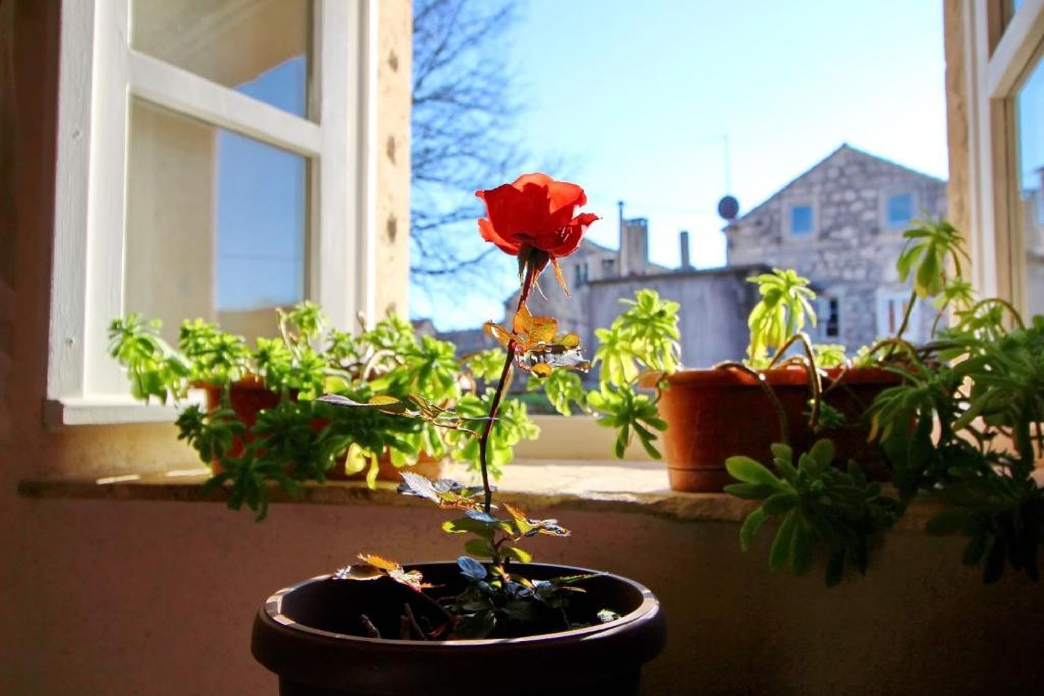 A potted rose with a view of a building in the background.