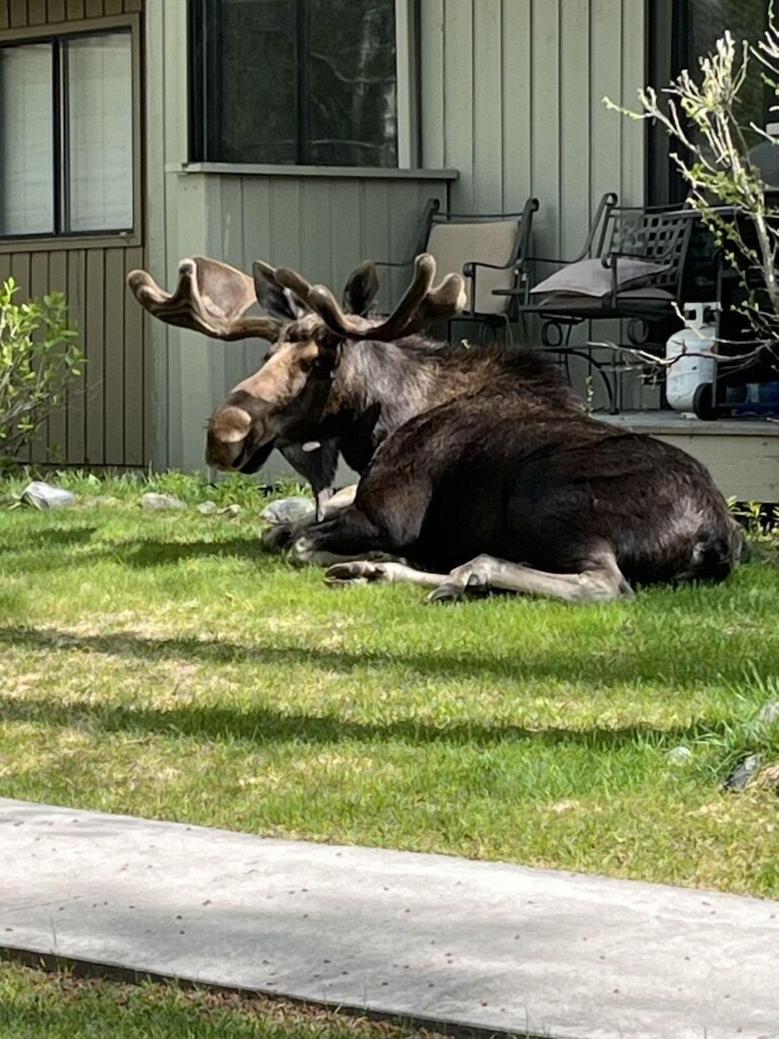 A moose lying on a well-maintained lawn in front of a house with a porch and outdoor furniture.