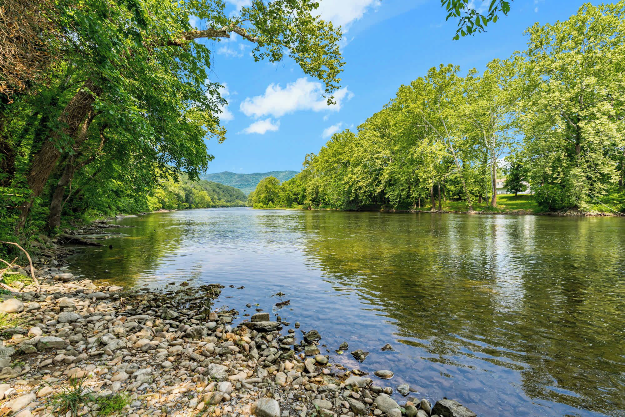 A river with a rocky shore and dense green foliage on both sides.