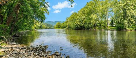 A river with a rocky shore and dense green foliage on both sides.